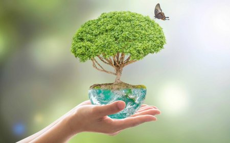 Ekoloji Nedir? Temel Kavramlarıyla Ekoloji